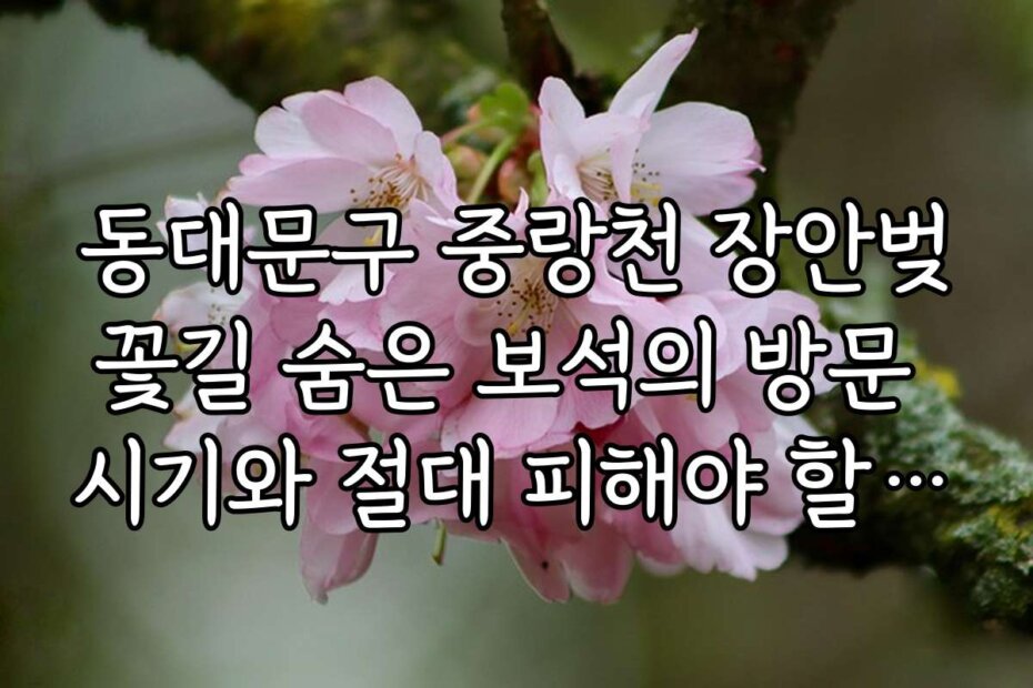 동대문구 중랑천 장안벚꽃길 숨은 보석의 방문 시기와 절대 피해야 할 시기